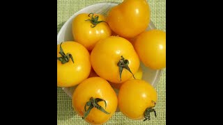 19 января. Сею ранние томаты. Янтарный и Гном ДСА.