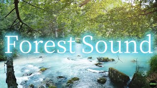 Forest river flowing Sounds | Woodland Ambience, river sound, Bird Song, Nature Song | 5 Hours