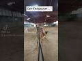 Das unerschrockene Westernpferd und der Endgegner #quarterhorses #westernreiten #fun #horsefail