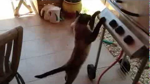 Watch the video about Siamese Cat steals food off BarBQ