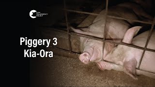 Kia-Ora Piggery, Yarrawalla | Vic Pigs 2025