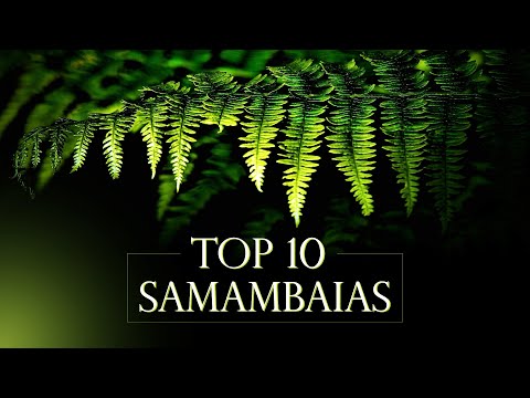 Vídeo: Samambaia nos jardins - Informações sobre as condições de cultivo da samambaia