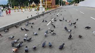 They eat food that people give them, feeding birds