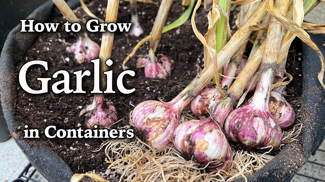 How To Grow Garlic In Containers Easy Planting Guide YouTube
