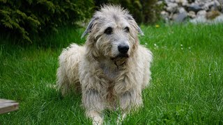 25 Best Irish Wolfhound Names with Meanings 🐾