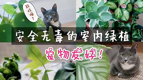 對寵物安全無毒的植物 | 10種無毒好養護的綠植推薦 | 10 Pet Safe Non-Toxic Plants 鏟屎官必看! - 天天要聞