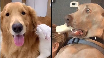 Try Not To Laugh Challenge - Funny Cat & Dog Vines compilation 2020 - Petto Funny