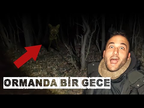 GECE ISSIZ ORMANDAN KURTULMAK! - KURT SÜRÜSÜ GELDİ!