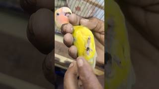 Download Lagu Love Birds Lutino parrots legs damaged I don't know #shortsfeed MP3 Download Lagu Love Birds Lutino parrots legs damaged I don't know #shortsfeed MP3