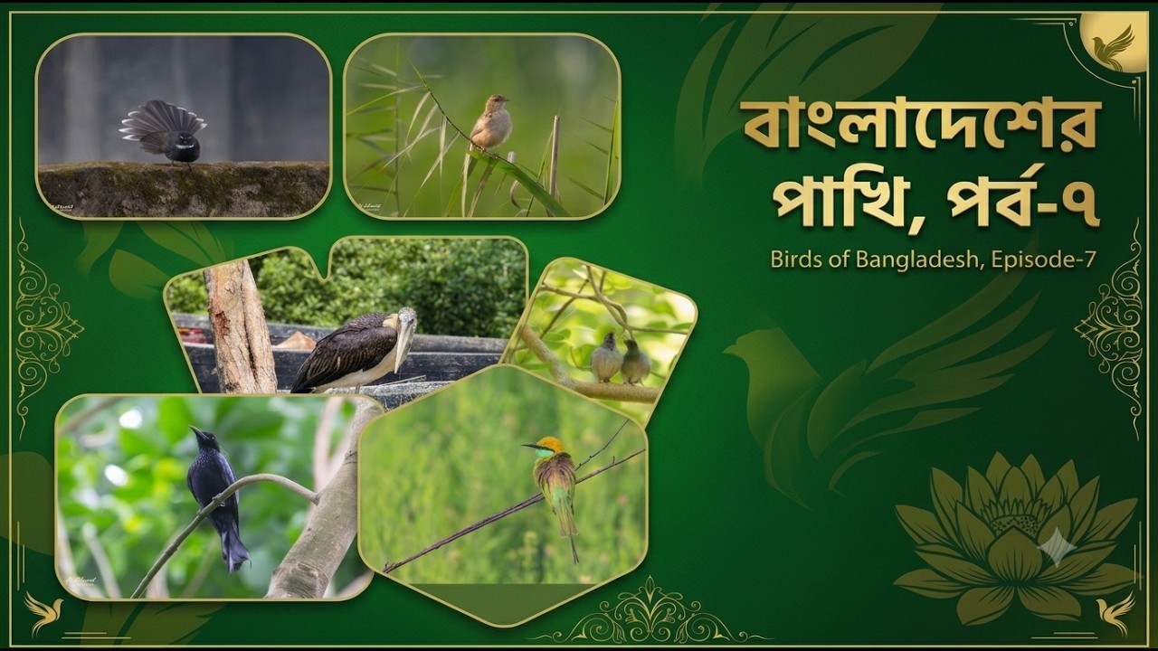 Birds of Bangladesh Ep 7 ( বাংলাদেশের বিরল পাখি )