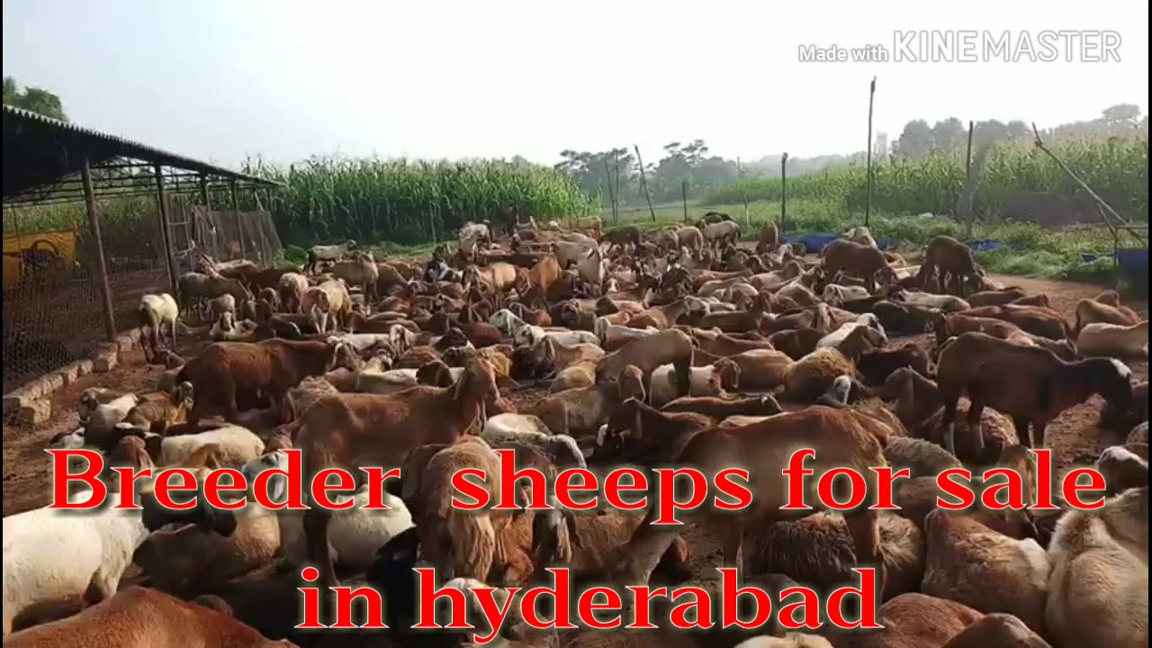 Sheeps & goats for sale in hyderabad live weight 250 kg YouTube