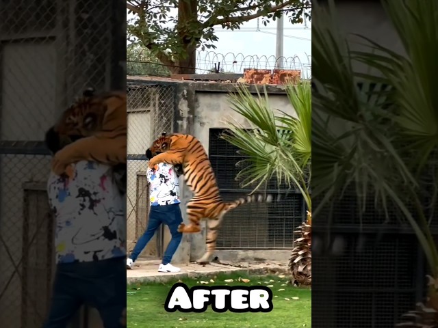 You Can Keep Bengal Tiger as Pet | Nouman Hassan | class=