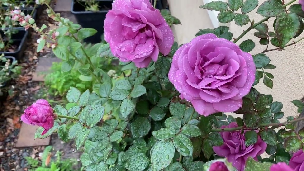 #28 Plum Perfect rose after the rain