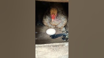 chicken hatching ducks eggs 😱🐔🐣👌😱#ducks#shorts#egg#viral#youtubeshorts#chicken#hatching#viralshorts#