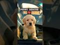 Golden Retriever Puppy in Trouble | Rescue #dog #puppy #goldenretriever #rescue