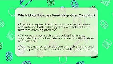 Why Is Motor Pathways Terminology Often Confusing? - All About Anatomy Answers