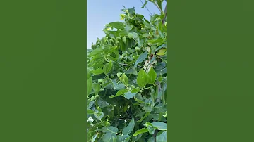 Jujube Are Fruiting Youtubeshorts Garden Fruit Nature Plants 