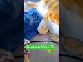 NE PAS MтАЩEMB КTER ЁЯШ ЁЯШ тЭдя П Funnycatmoments Catlovers Viralcatshort NE PAS MтАЩEMB КTER ЁЯШ ЁЯШ тЭдя П Funnycatmoments Catlovers Viralcatshort