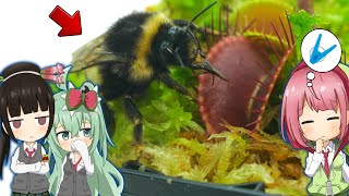 【検証】エゾオオマルハナバチが食虫植物の蜜を舐めるか検証してみた！ハエトリソウ編【食虫植物TV】