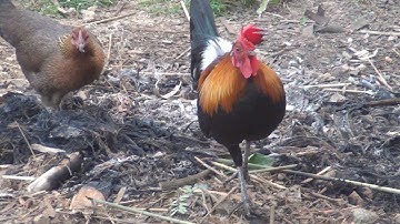 Ncig teb chaws saib qaib qus, Tour Laos for red jungle fowls