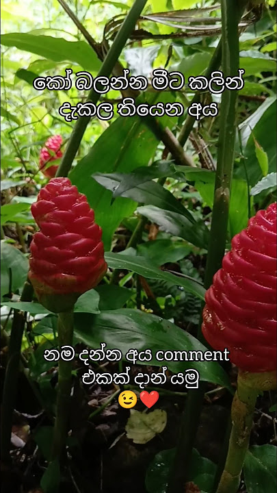 දන්න අය නොදන්න අයටත් දැනගන්න කියමුකො ❤️ #viral #trending