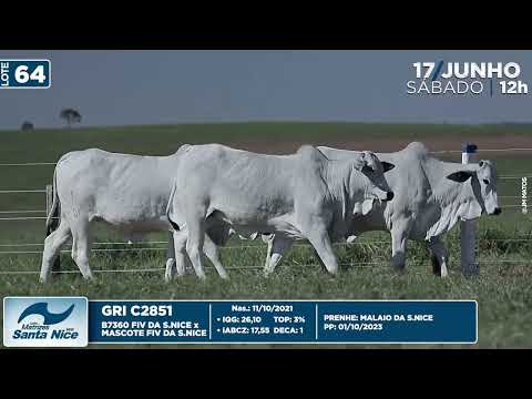 LOTE 64   GRI C2851 2901 3571