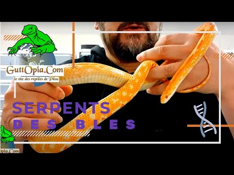 Vidéo: Serpent Des Blés - Pantherophis Guttatus Race De Reptiles Hypoallergénique, Santé Et Durée De Vie