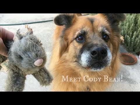 Where we meet Cody Bear and have a little chat from YouTube · Duration: 3 minutes 19 seconds Where we meet Cody Bear and have a little chat from YouTube · Duration: 3 minutes 19 seconds