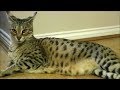 Living with Savannah cat - Part 4