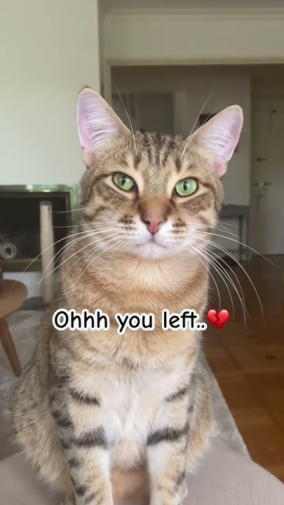 Can We Be Best Friends cat viral shorts fyp YouTube can-we-be-best-friends-cat-viral-shorts-fyp-youtube