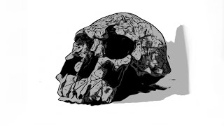 Homo rudolfensis skull