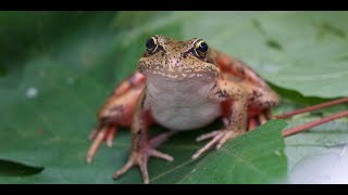 California Conservation: California Red-Legged Frog