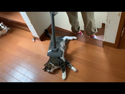 掃除機で吸わせてあげる猫