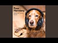 Ambient music tail tranquility