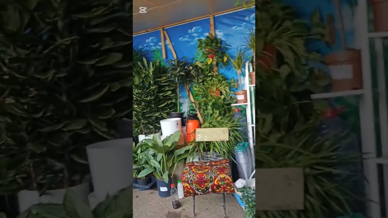 Тошкент. Чорсу савдо марказидаги гул бозорига бордик...🌺💖🇺🇿 #life #ташкент #travel #flowers #nature