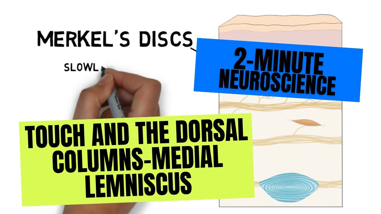 Download 2-Minute Neuroscience: Touch and the Dorsal Columns-Medial Lemniscus