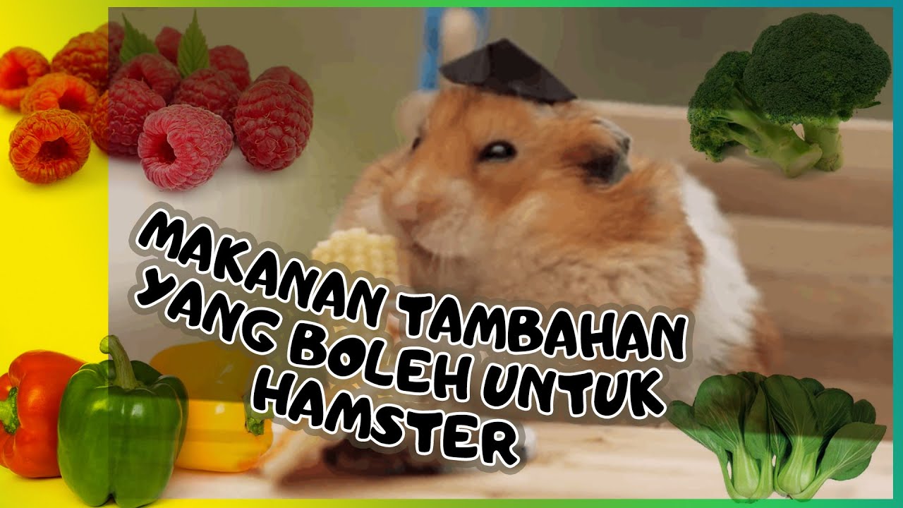 Daftar Makanan Tambahan Yang Boleh Untuk Hamster