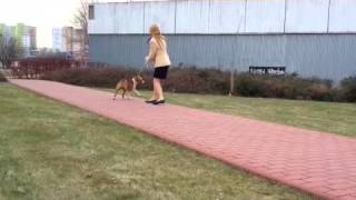 Ast Donna Karan Presburg Staff For Sale