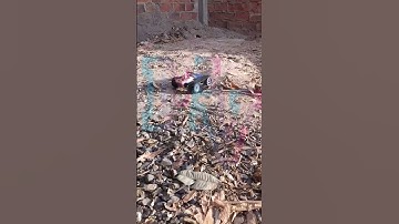 Creando un increíble carro todoterreno con Bluetooth y chasis de oruga: ¡La máquina definitiva!