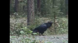 Amusing Calls Of A Common Raven - Eigenartige Rufe Eines Kolkraben