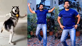Vijay Antony Recreated Instagram Viral Husky Dog Dance Video 🔥| Ichu Ichu Song | Vedi Movie | Pookie