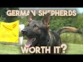 German shepherd  should you buy one