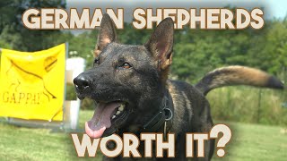 German Shepherd  Should you buy one?