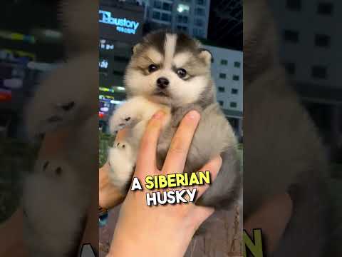 Meet the Pomsky: