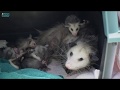 Mama opossum takes care of orphaned joeys