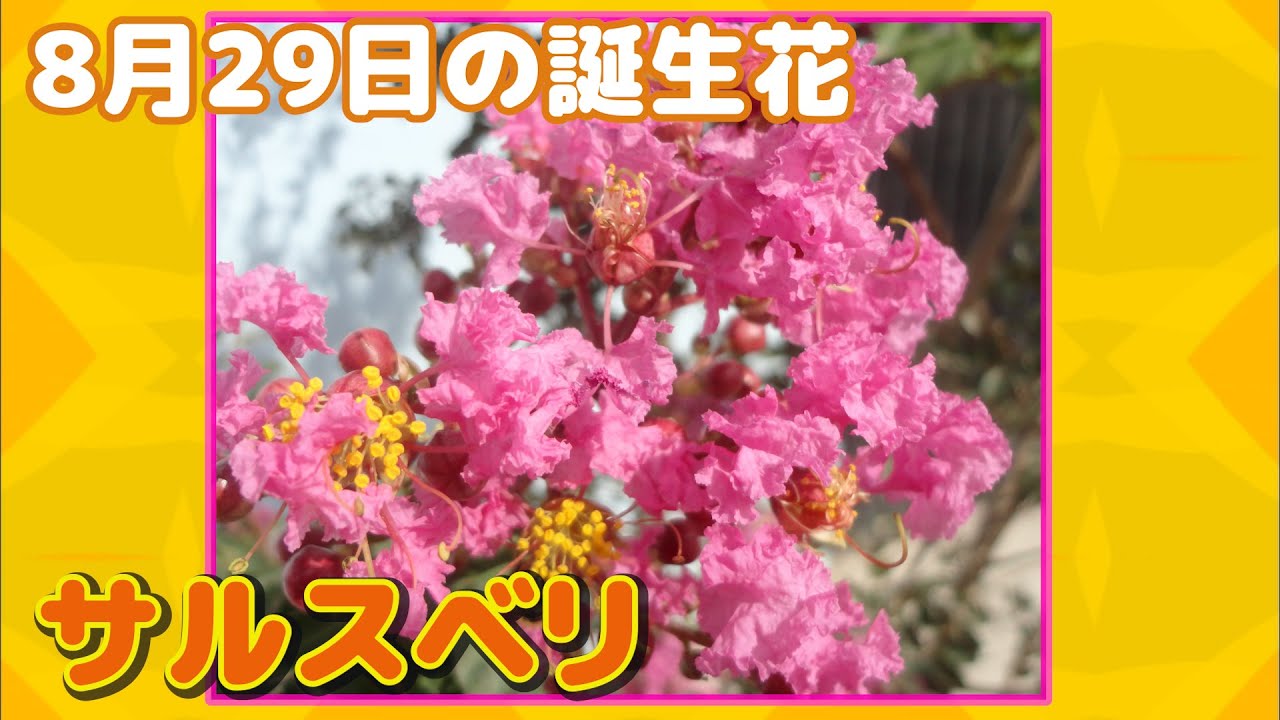 8月29日の誕生花 サルスベリ どんな花 あなたに送る花言葉は Youtube