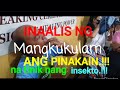 INAALIS NG MANGKUKULAM ANG TINIK NG INSEKTO SA DILA AT LALAMUNAN. PLS. WATCH AND SHARE.!!!