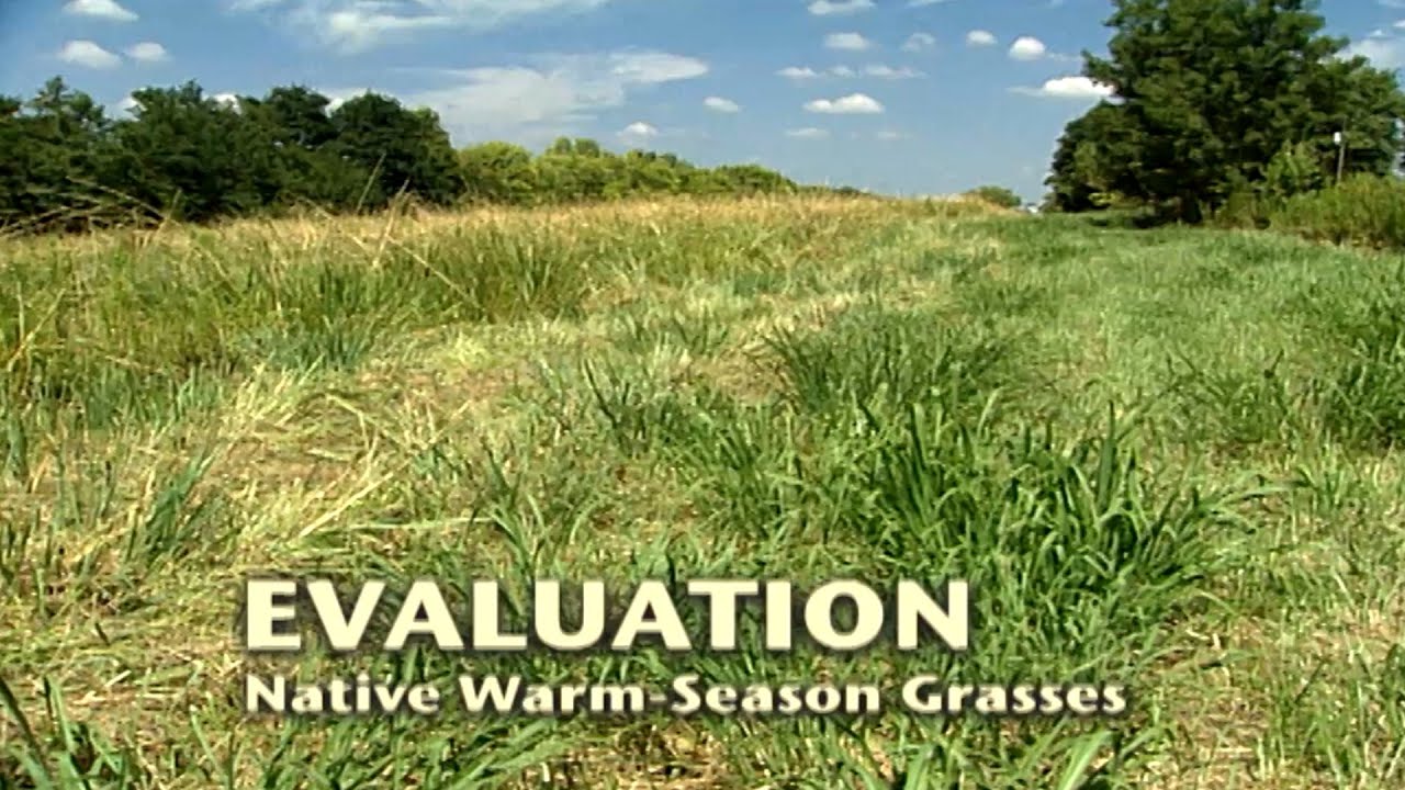Warm Season Grasses (4 of 5) "Evaluation" YouTube