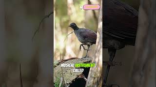 This Bird Can Mimic Human Sounds 100% Perfectly! 😲 #shorts