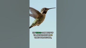 🐦 The Amazing Flying Abilities of Hummingbirds: Backward Flight and Wing Speed!